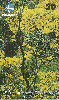 18425  CE  11/99  rvores Floridas ( Pau d'arco Amarelo ) Tir. 70.000 CSM 30C