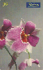 0686 SP 09/99 Flores (Orqudeas - Miltoniopsis) Tir. 500.000 30c