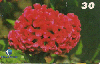 05352  PB  11/99  Srie Flores Crista de Galo ( 10/15 )  Tir. 50.000 Interp. 30C