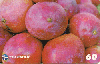 05408A  PB  06/00  Srie Frutas Tropicais ( 01/12 )  Tir. 30.000 CSM 60C