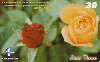 18814  CE  08/01  Srie Flores ( Rosas Vermelha e Amarela ) Tir. 200.000 CSM 30C