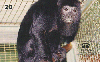 22656  PA  12/98  Primatas em Extino ( Macaco Guariba ) Tir. 150.000 CSM 20C