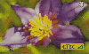 25897  CTBC  09/02  Flores do Cerrado Parte 1  ( 05/08 ) Tir. 150.000 Interp. 40C ( 5581 )