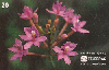 37402  TB  06/95  Orqudeas - Epidendrum Interp. 20C ( 04 - 06/95 ) C/N *