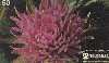 37536  TB  10/95  Flores do Cerrado - Gomphrena Macrocephala Interp. 50C ( 01 - 10/95 ) C/N * H