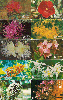 38303  TB  Srie Flores do Cerrado ( 10 cartes )