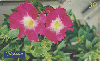 0691 SP 10/99 Flores ( Petnia Grandflora ) Tir. 425.000 CSM 30c
