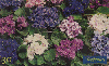 0716 SP 02/00 Flores (Violetas Africanas) Tir.500.000 CSM 30C