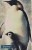 0757 SP 03/00 Animais Polares (Pinguim) Tir. 500.000 30c.