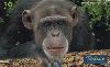 0794 SP 03/00 Animais Selvagens (Chimpanz) Tir. 500.000 CSM 30c