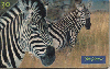 0795 SP 03/00 Animais Selvagens (Zebra) Tir. 500.000 CSM 30c.