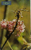 0841 SP 09/00 Flores do Cerrado (Pterandra Pyrrhoidea) Interp.