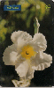 0842 SP 09/00 Flores do Cerrado (Macrosiphonia sp. Tir.500.000
