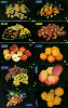 4214  SP  Alimentos - Frutas  ( 10 cartes ) 30/60 C