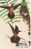 38046  TB  02/97  Beija Flores - Balança Rabo de Canela ABNC 20C