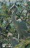 0083 RJ 05/98 Dia Mundial do meio Ambiente B1 (04/06) Tir.100.000 ABNC 20C