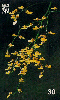 01626  PR  10/99  Oncidium Flexuosum  FLO D1  Tir. 500.000 CMB 30C