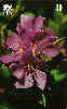 01691  PR  01/00  Tibouchina pulchra - Quaresmeira FL5 D1  Tir.1.000.000 ICE 30C