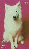03521  SC  09/01  Cães de Raça ( 05/12 ) Tir. 150.000 ICE 30C