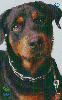 03522  SC  10/01  Cães de Raça ( 06/12 ) Tir. 150.000 ICE 30C
