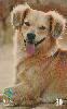 03541  SC  01/01  CÃO   CAO D1  Tir. 200.000 ICE 30C