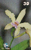 04693  RN  10/99  Cattleya Grannlisa  Tir. 100.000 CSM 30C