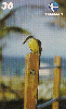 04744  RN  06/00  Série Animais ( Bem te vi ) BTV I2 (01/06 )  Tir. 100.000 CSM 30C