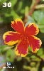 05347  PB  10/99  Série Flores Beldroega ( 05/15 )  Tir. 50.000 Interp. 30C