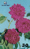 06208  PE  12/99  Rosas  Tir. 50.000 Interp. 30C