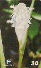 06361  PE  07/00  Calathea Burle - Marxii  ( 01/06 ) Tir. 100.000 CSM 30C