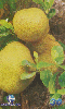 06394  PE/PB  10/00  Frutas Tropicais ( 09/12 ) Tir. 200.000 CSM 30C