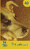 3529A  PR  12/07 Cães ( 01/02 ) Tir. 645.000 ICE 40C