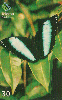 08806  RO  03/01  Borboleta Tir. 50.000 ICE 30C