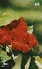 08865  RO  01/02  Urucum  Tir. 50.000 ICE 60C