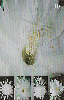 08869  RO  03/02  Flora - Regional  Tir. 70.000 ICE 30C