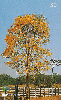 08874  RO  05/02  Ipê  Amarelo  Tir. 100.000 ICE 30C