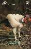 09600  MT  10/99  Fauna ( Urubu Rei ) Tir. 150.000 ICE 30C