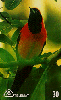 09611  MT  01/00  Fauna ( João Pinto ) Tir. 250.000 ICE 30C