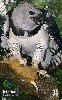 09627  MT  04/00  Fauna ( Gavião Real )  Tir. 150.000 ICE 30C