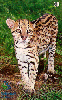 09647  MT  07/00  Série Pantanal ( Jaguatirica )  Tir. 150.000 CSM 30C