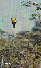 09875  MT  01/02  Série Aves - I  ( 03/10 ) Tir. 50.000 ICE 30C