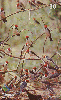 09877  MT  02/02  Série Aves - I  ( 10/10 ) Tir. 50.000 ICE 30C