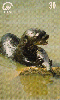 11543  MS  10/99  Série Fauna ( Ariranha )  Tir. 100.000 CMB 30C