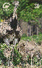 11547  MS  12/99  Série Pantanal ( Ema com Filhotes ) Tir. 150.000 CMB 30C