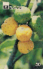 14042  GO  11/98  Frutos do Cerrado Goiano ( Mama - Cadela ) Tir. 100.000 ICE 50C