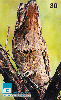 14113  GO  05/99  Aves do Cerrado Goiano ( Urutau )  Tir. 300.000 ICE 30C