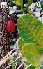 14178  GO  11/99  Caju - do - Cerrado I  Tir. 300.000 ICE 30C
