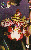 14265  GO  06/00  Orquídea do Cerrado  CPG D1  Tir. 300.000 ICE 30C
