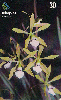 14266  GO  06/00  Orquídea do Cerrado  ELG D1  Tir. 300.000 ICE 30C