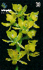 14267  GO  06/00  Orquídea do Cerrado  EDG D1  Tir. 300.000 ICE 30C